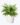 Decorative-Ornamental-Plant